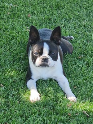 Étalon Boston Terrier - Utopia Du Domaine De La Cour Souveraine