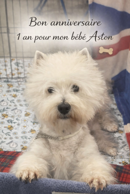 Étalon West Highland White Terrier - Aston martin de Biguinine