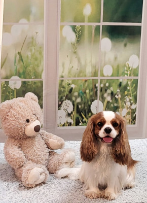 Étalon Cavalier King Charles Spaniel - CH. Vaëna De L' Etoile D'Evana