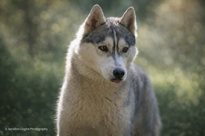 Étalon Siberian Husky - Anything lovely of nashkaia