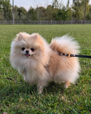 Étalon Spitz allemand - Lords of the Poms Vanda