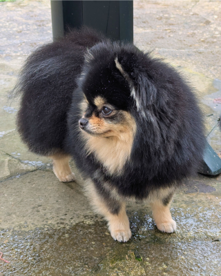 Étalon Spitz allemand - Lords of the Poms Ushka