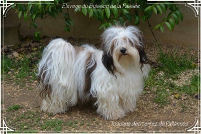 Étalon Bichon Havanais - Toscane Des Terres De Pallanne
