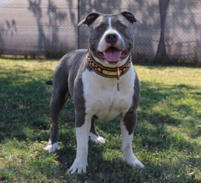 Vossler king dog line family Du Domaine De La Meute Bleu