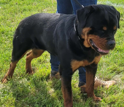 Étalon Rottweiler - VahÏa Des Princes De Calvignac