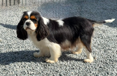 Étalon Cavalier King Charles Spaniel - History Dream's Sugar baby