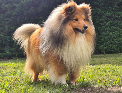 Étalon Shetland Sheepdog - Very bambou sand fairies Of Vanook's Garden