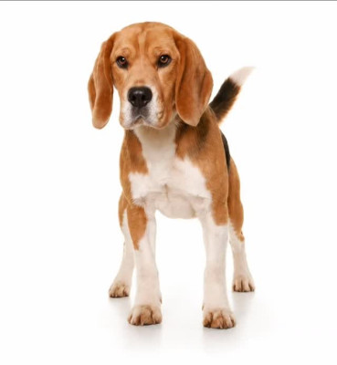 Étalon Beagle - Viking De La Magie De L'Argoat