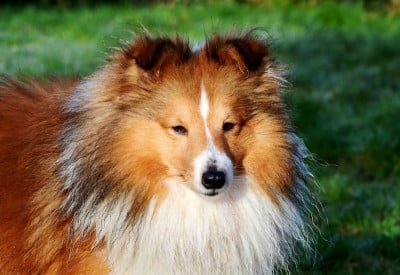 Étalon Shetland Sheepdog - Urlorage illidan Des Berges De La Droude