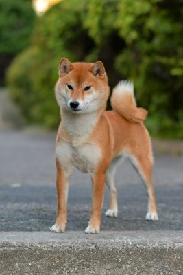 Étalon Shiba - CH. berkana pride Rika