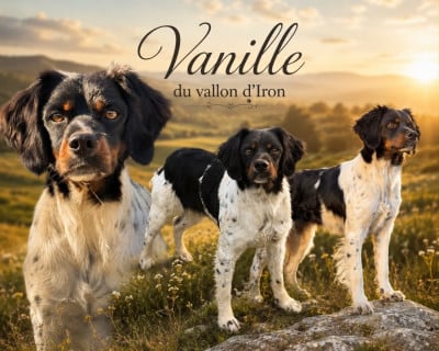 Étalon Epagneul Breton - Vanille Du Vallon D'Iron