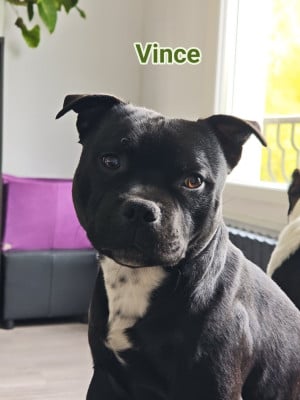 Étalon Staffordshire Bull Terrier - Vince Du Castel Des Petits Coeurs