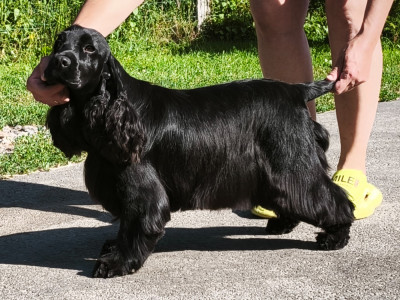 Étalon Cocker Spaniel Anglais - Taïga black legend of Shaggy Love