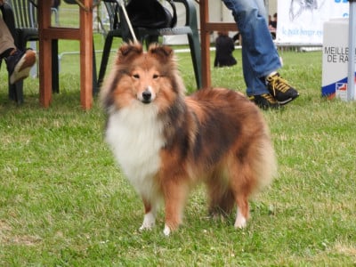 Étalon Shetland Sheepdog - U'willow Du parc de l'espérance