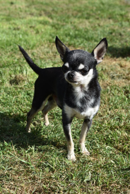 Étalon Chihuahua - My Little Totem Tyler