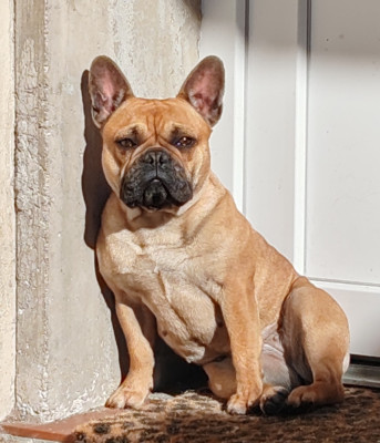 Étalon Bouledogue français - Very sweet du clos des voinauds