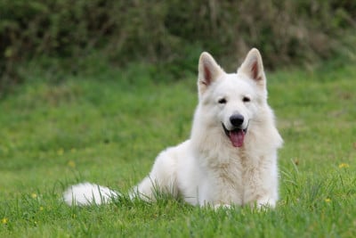 Étalon Berger Blanc Suisse - Wilfred iz beloy brigady