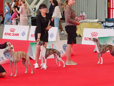 Étalon Whippet - CH. Taïga via croquet the New Life Des Collines Noires