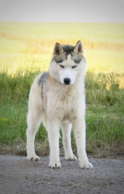Étalon Siberian Husky - Arrow Zorsky