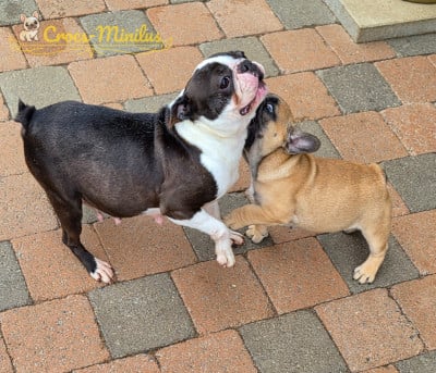 Étalon Boston Terrier - Twist again de Crocs Minilus