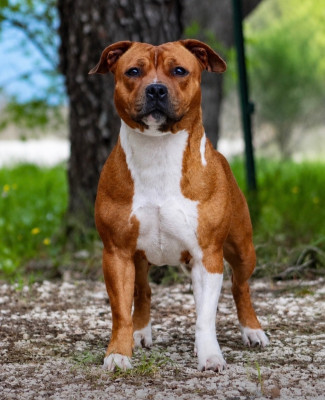 Étalon Staffordshire Bull Terrier - Tchikita Quality Onde Perfect