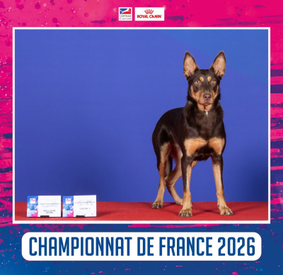 Étalon Australian Kelpie - Ringarooma Akagami ahsoka