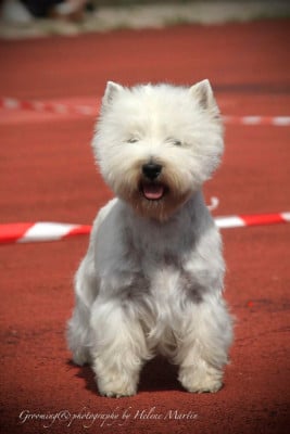 Étalon West Highland White Terrier - CH. Aston martin de Biguinine