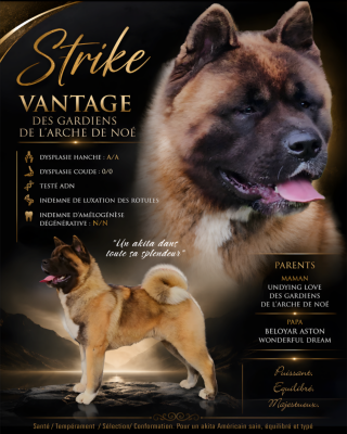 Étalon Akita americain - Vantage Des Gardiens De L'arche De Noé