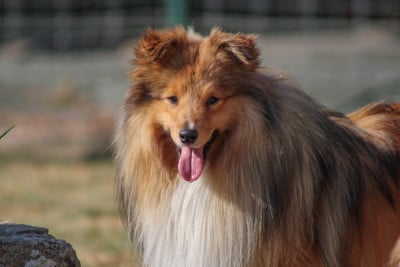Étalon Shetland Sheepdog - Very bambou sand fairies Of Vanook's Garden