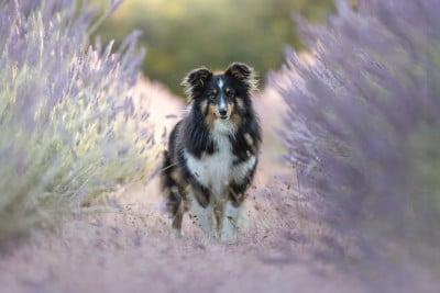 Étalon Shetland Sheepdog - Vitality du Domaine du Carpé
