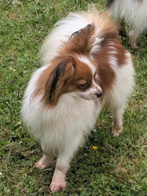 Étalon Epagneul nain Continental (Papillon) - Upsilone-nerferty au Royaume D'ultra