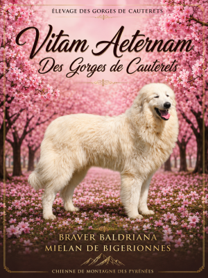 Étalon Chien de Montagne des Pyrenees - Vitam aeternam Des Gorges De Cauterets