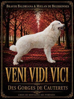 Étalon Chien de Montagne des Pyrenees - Veni vidi vici Des Gorges De Cauterets
