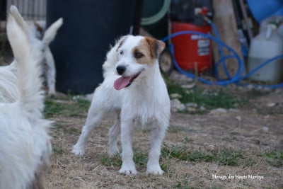 Étalon Jack Russell Terrier - Vrille des Hauts-Marizys