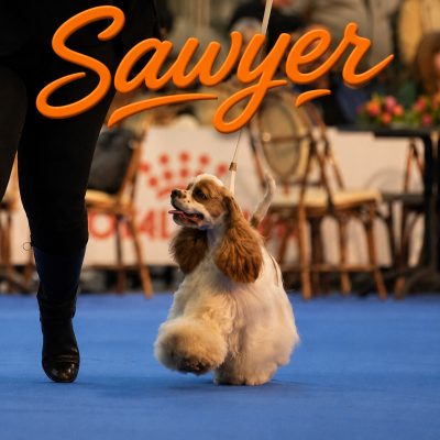 Étalon American Cocker Spaniel - CH. Meggie's Such so lovely dream