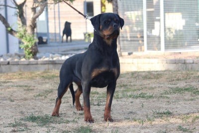 Étalon Rottweiler - Victoria Of Legend Mysteria