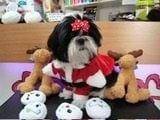 Étalon Shih Tzu - Undy Du Claud De Max D'Eve