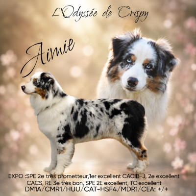 Étalon Berger Australien - Aimi amour for crispy Of Wolf Descendants