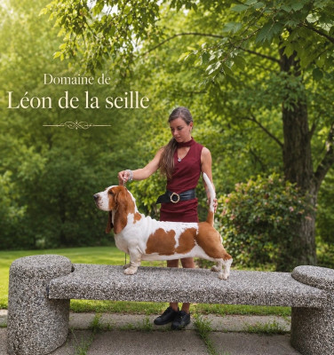Étalon Basset Hound - Uguette la coquinette du Domaine De Léon De La Seille