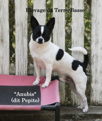 Étalon Chihuahua - Anubis dit Pépito de terre basse