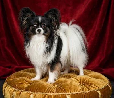 Étalon Epagneul nain Continental (Papillon) - Uillyam Du Domaine De Hunaudaye