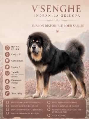 Étalon Dogue du Tibet - CH. V senghe indranila Gelugpa}