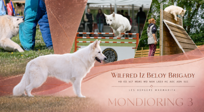 Étalon Berger Blanc Suisse - Wilfred iz beloy brigady