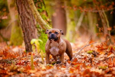 Étalon Staffordshire Bull Terrier - Kiss Kool Tara smodite