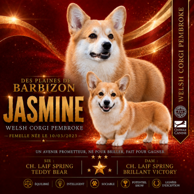 Étalon Welsh Corgi Pembroke - tay bala Jasmine petal