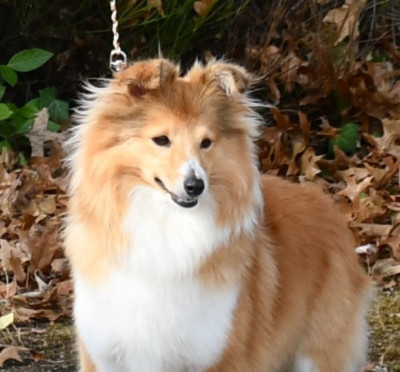 Étalon Shetland Sheepdog - Velvet Des petites fées des sables