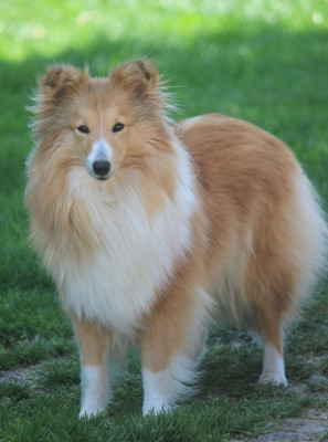 Étalon Shetland Sheepdog - Voili-voilou Des petites fées des sables