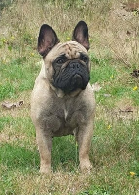 Étalon Bouledogue français - Vénus Des Lunes D'Avalon