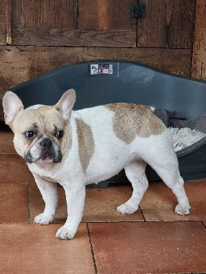 Étalon Bouledogue français - Uguette des Croisades Ariègeoises