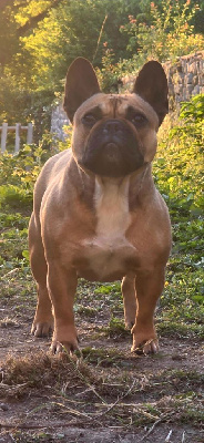Étalon Bouledogue français - T'gina Des Rois De Zaly